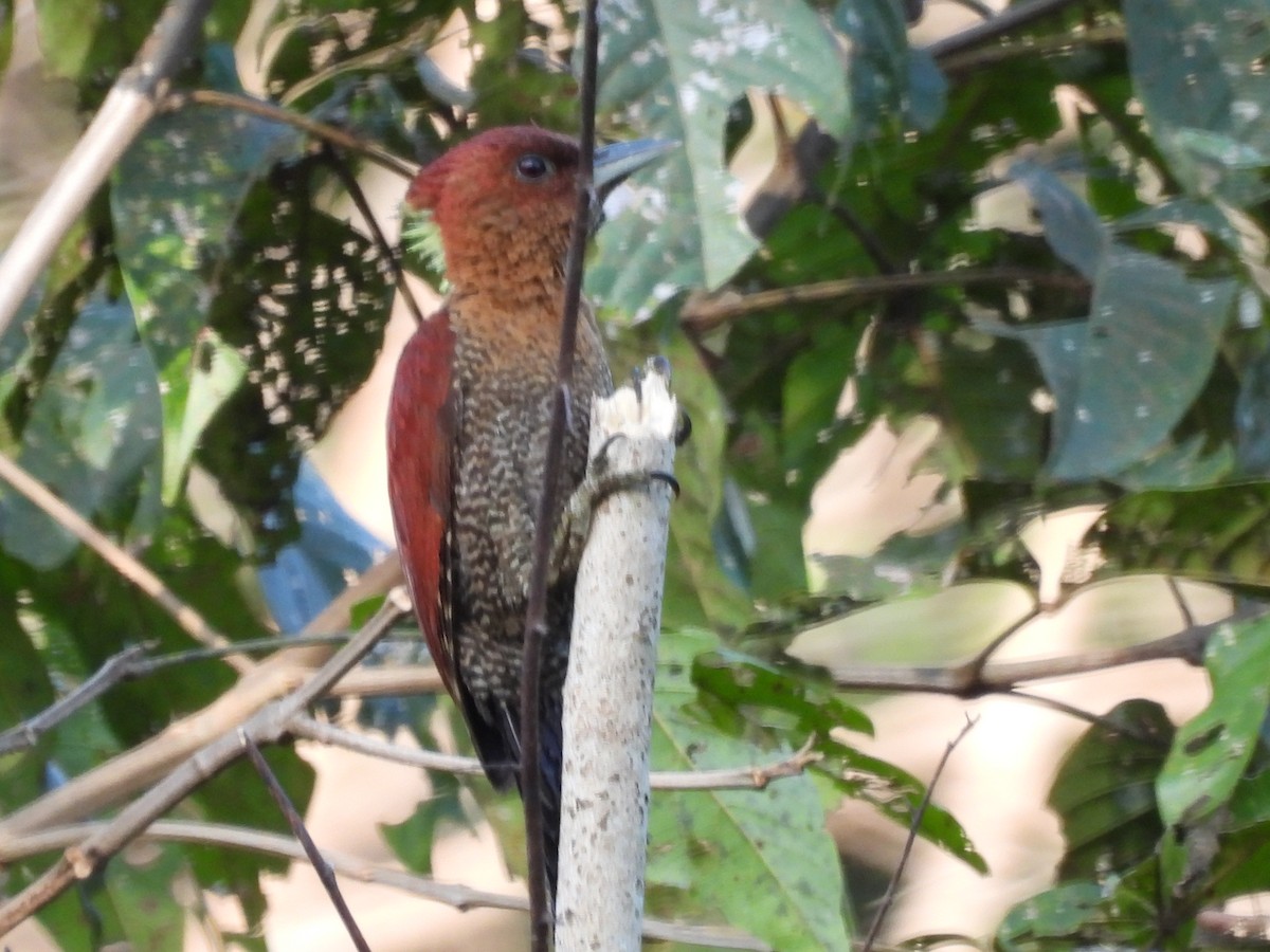 Rufous Woodpecker - ML611060100