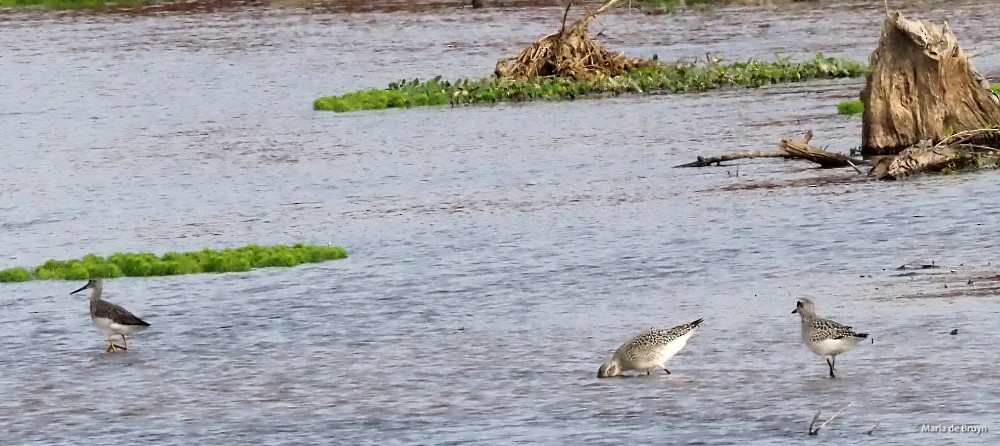Greater Yellowlegs - ML611060105