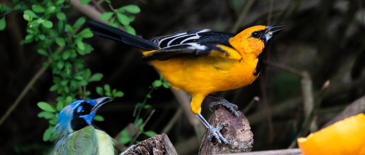 Altamira Oriole - Peter Crook