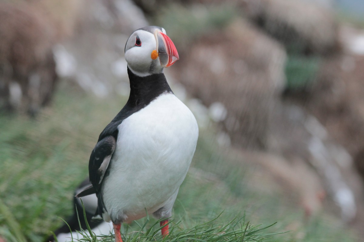 Atlantic Puffin - ML611060136