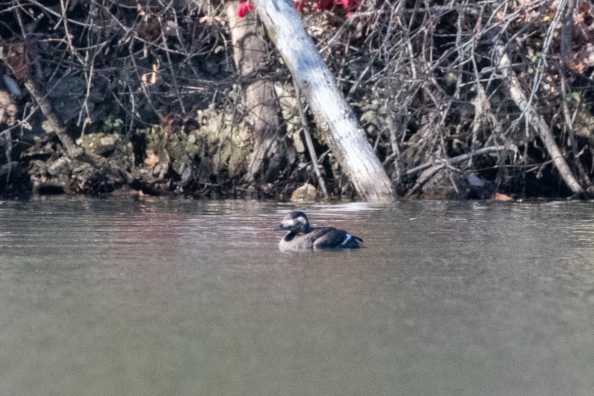 White-winged Scoter - ML611060173