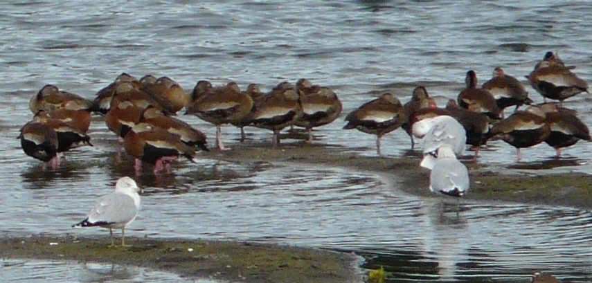 Ring-billed Gull - ML611060187