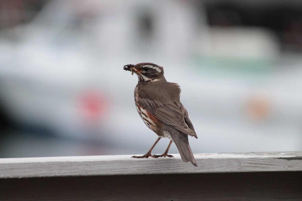 Redwing - Aurélie  Jambon