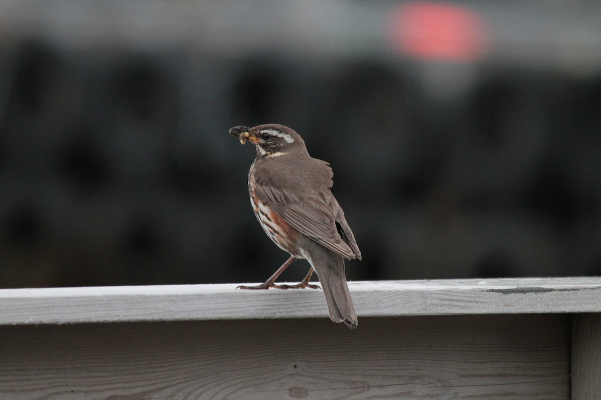 Redwing - Aurélie  Jambon