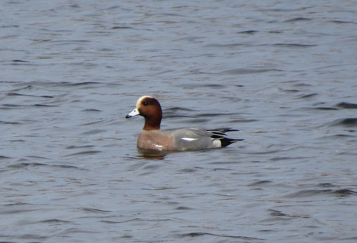 Eurasian Wigeon - ML611060234