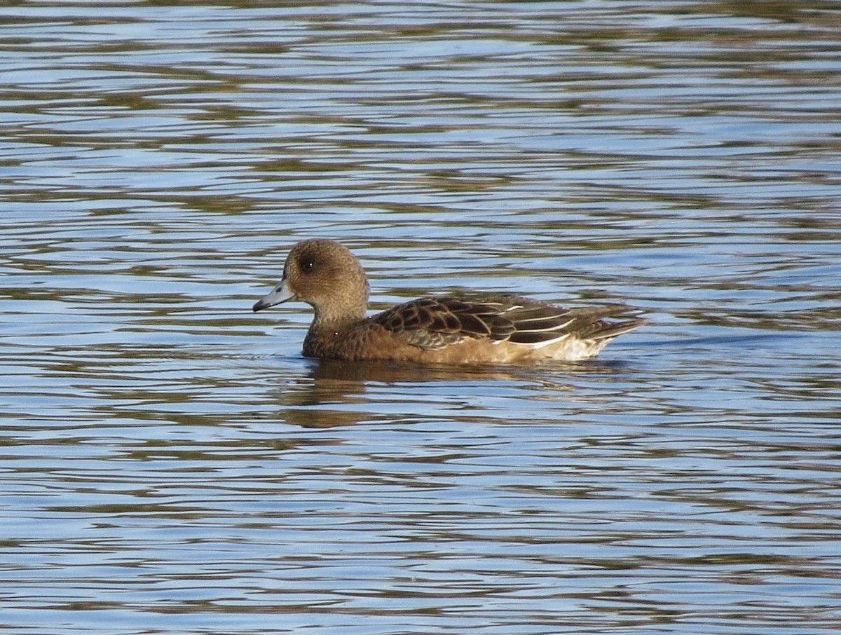 Eurasian Wigeon - ML611060265