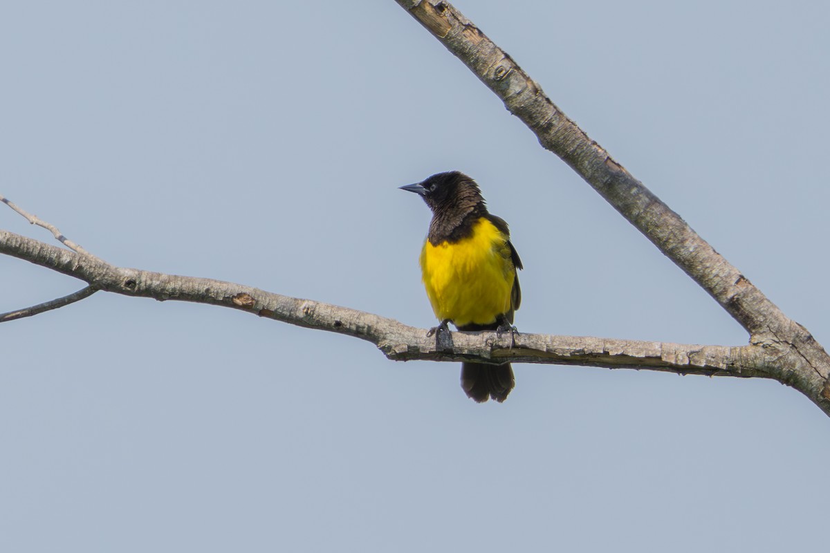 Yellow-rumped Marshbird - ML611060281