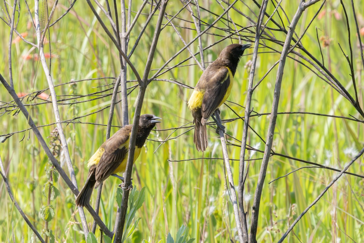 Yellow-rumped Marshbird - ML611060282