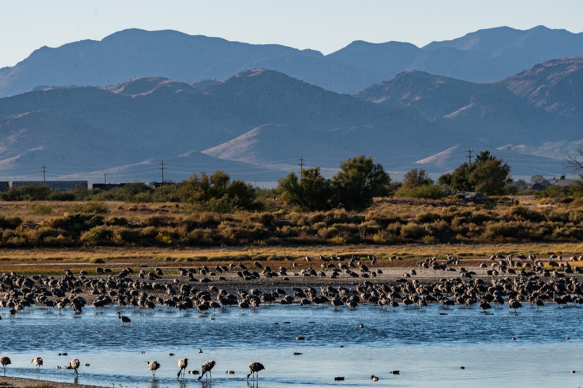 Sandhill Crane - ML611060307