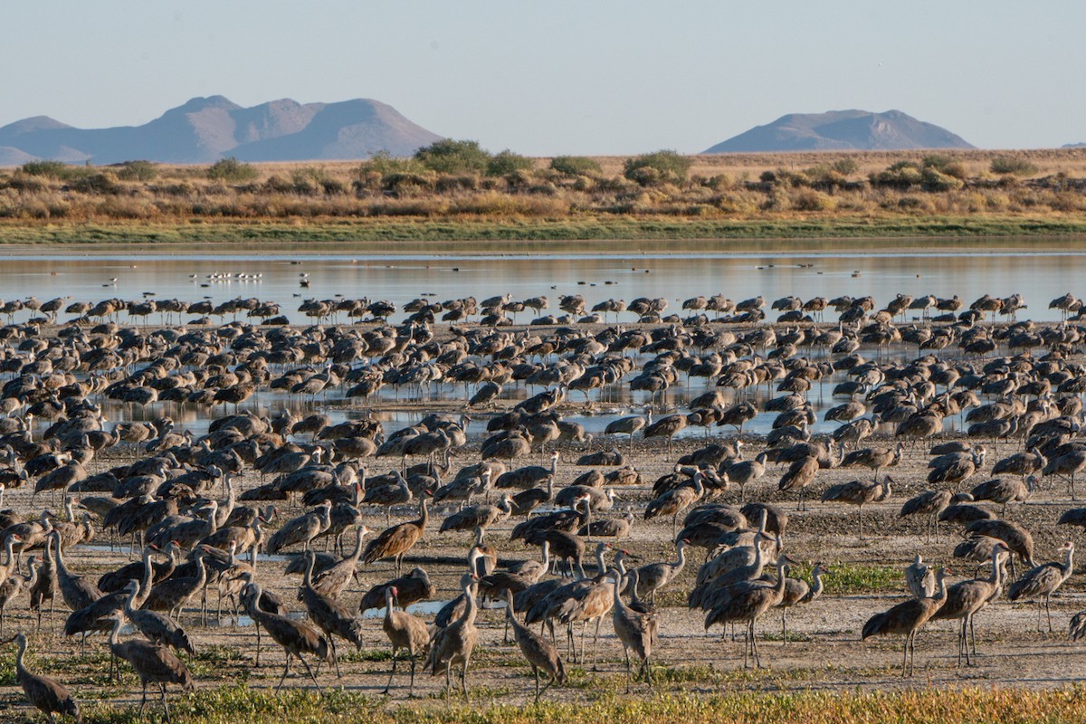 Sandhill Crane - ML611060309