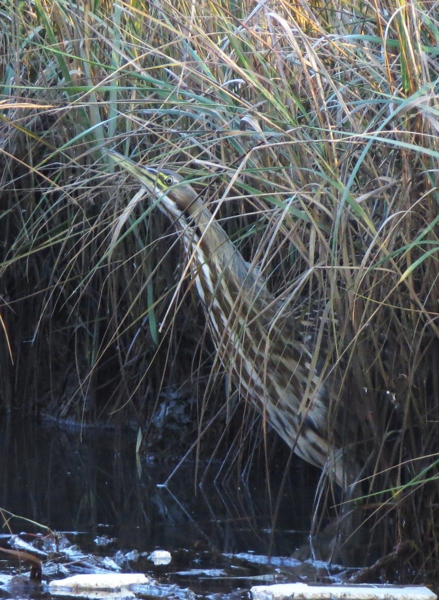 American Bittern - ML611060315