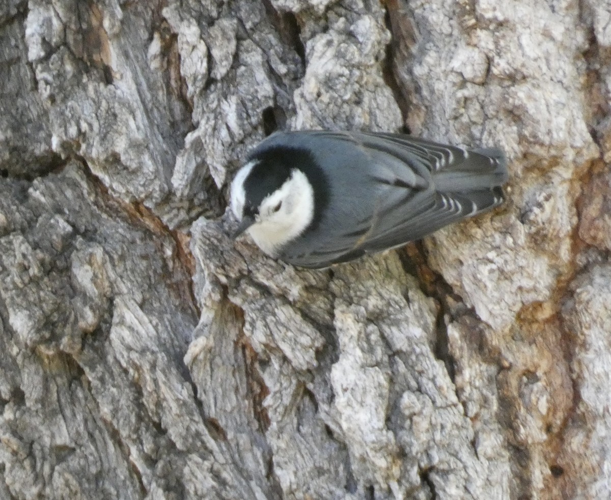 White-breasted Nuthatch (Interior West) - ML611060336