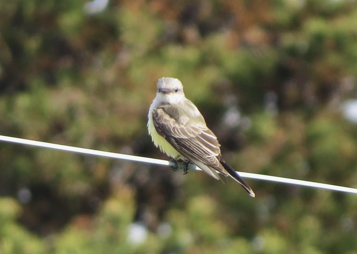 Western Kingbird - ML611060348