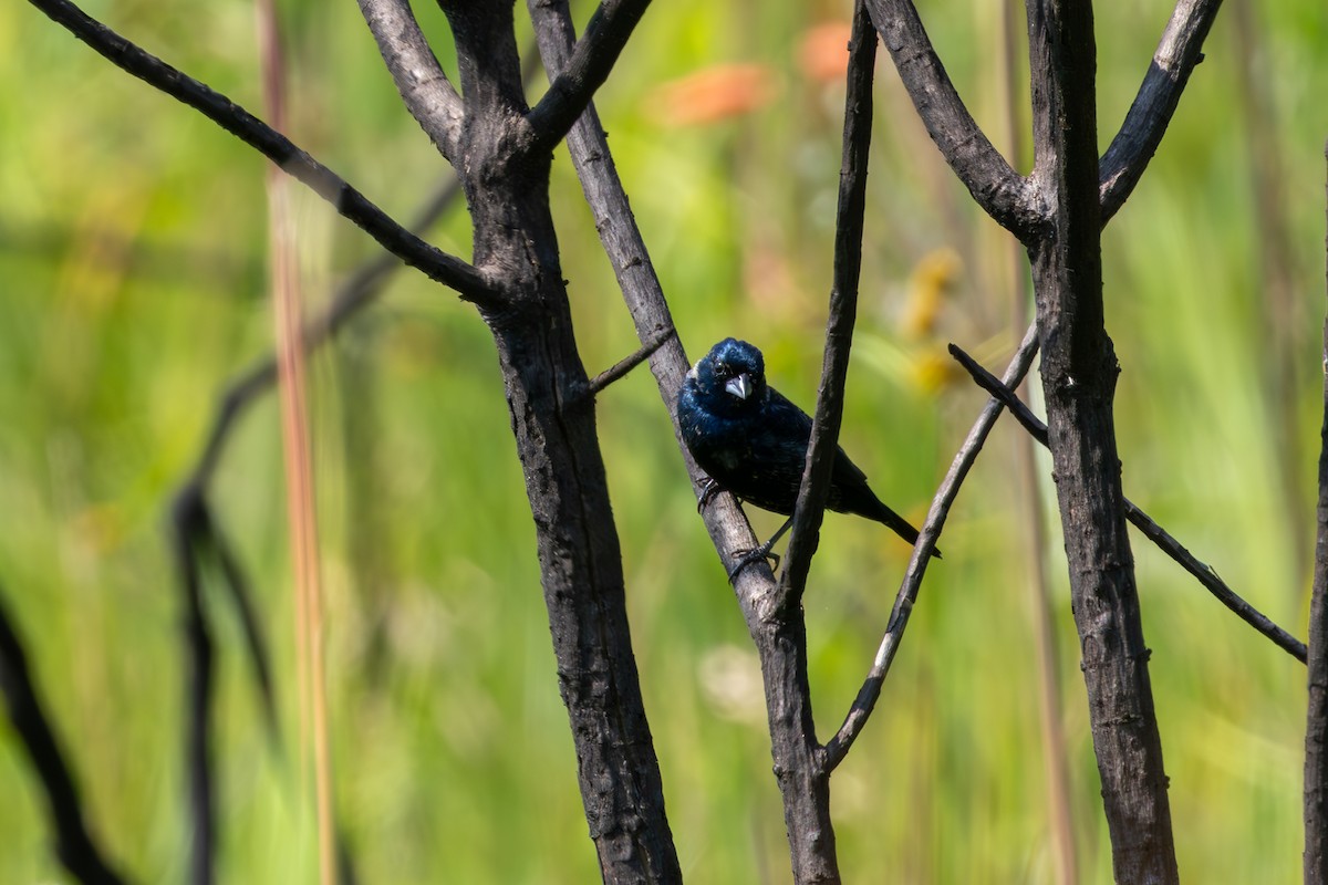 Blue-black Grassquit - ML611060352