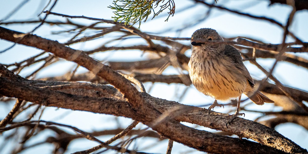 Rufous Whistler - ML611060429