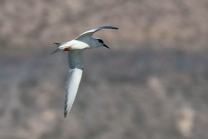 Forster's Tern - ML611060430