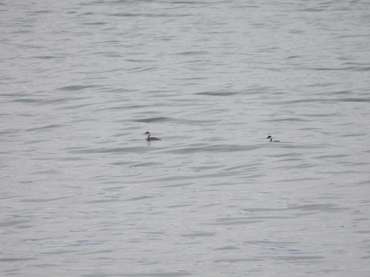 Western Grebe - ML611060436