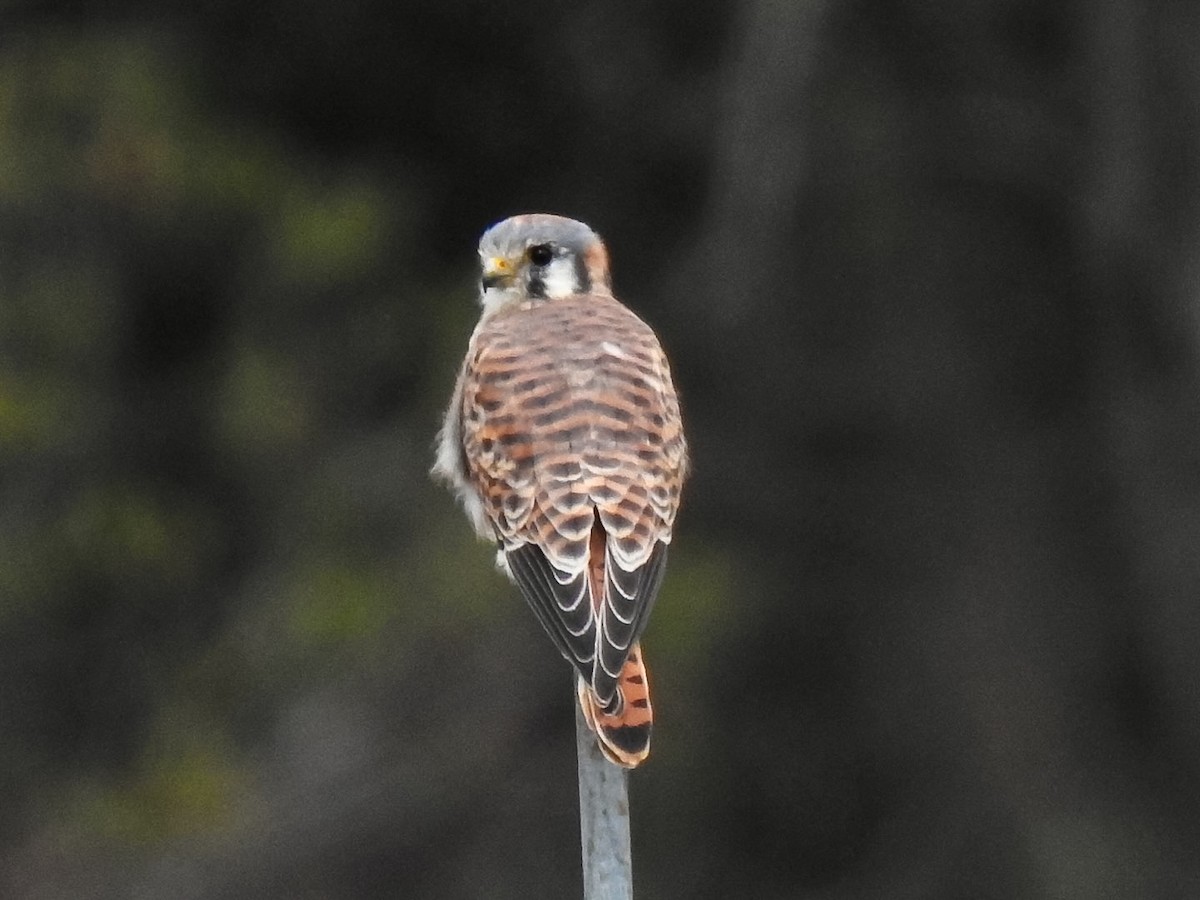 American Kestrel - ML611060469