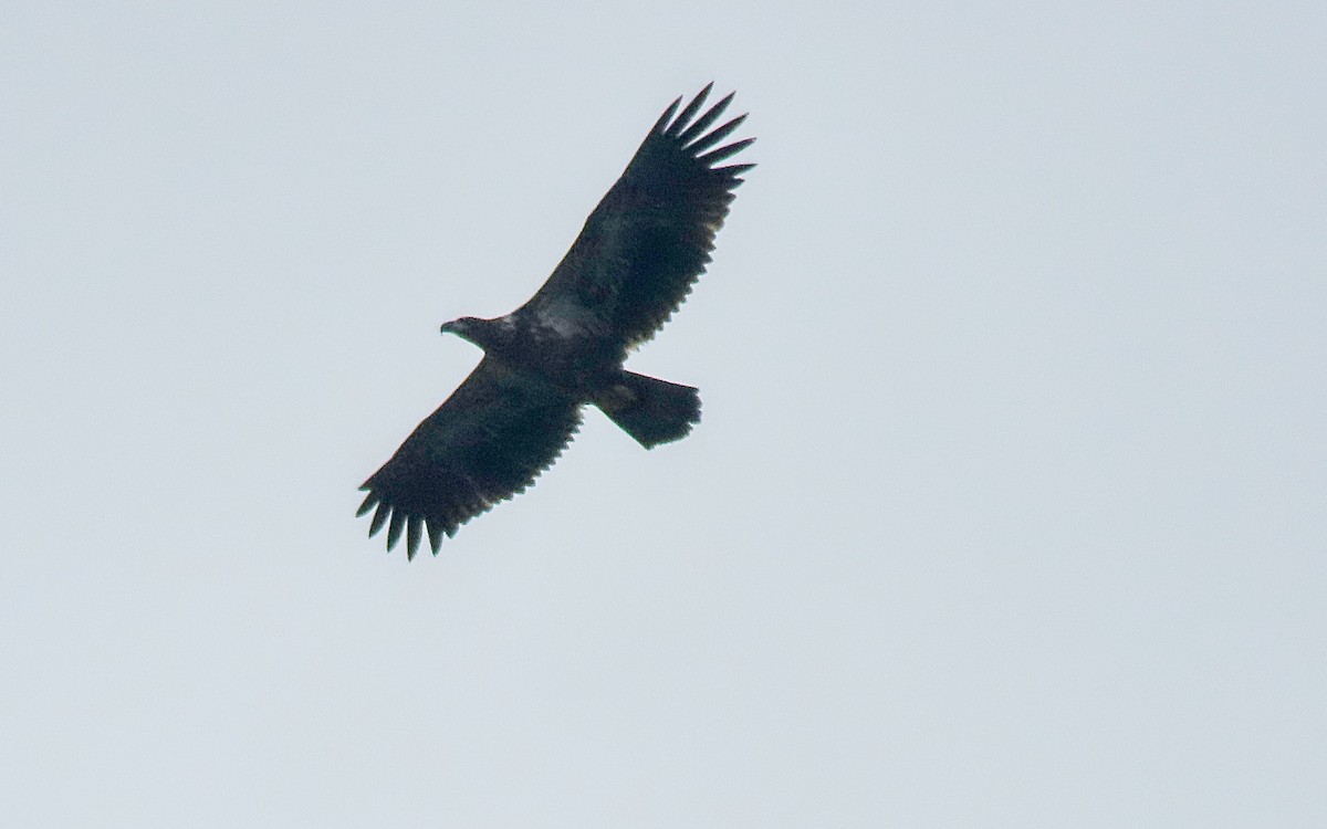 Bald Eagle - ML611060533