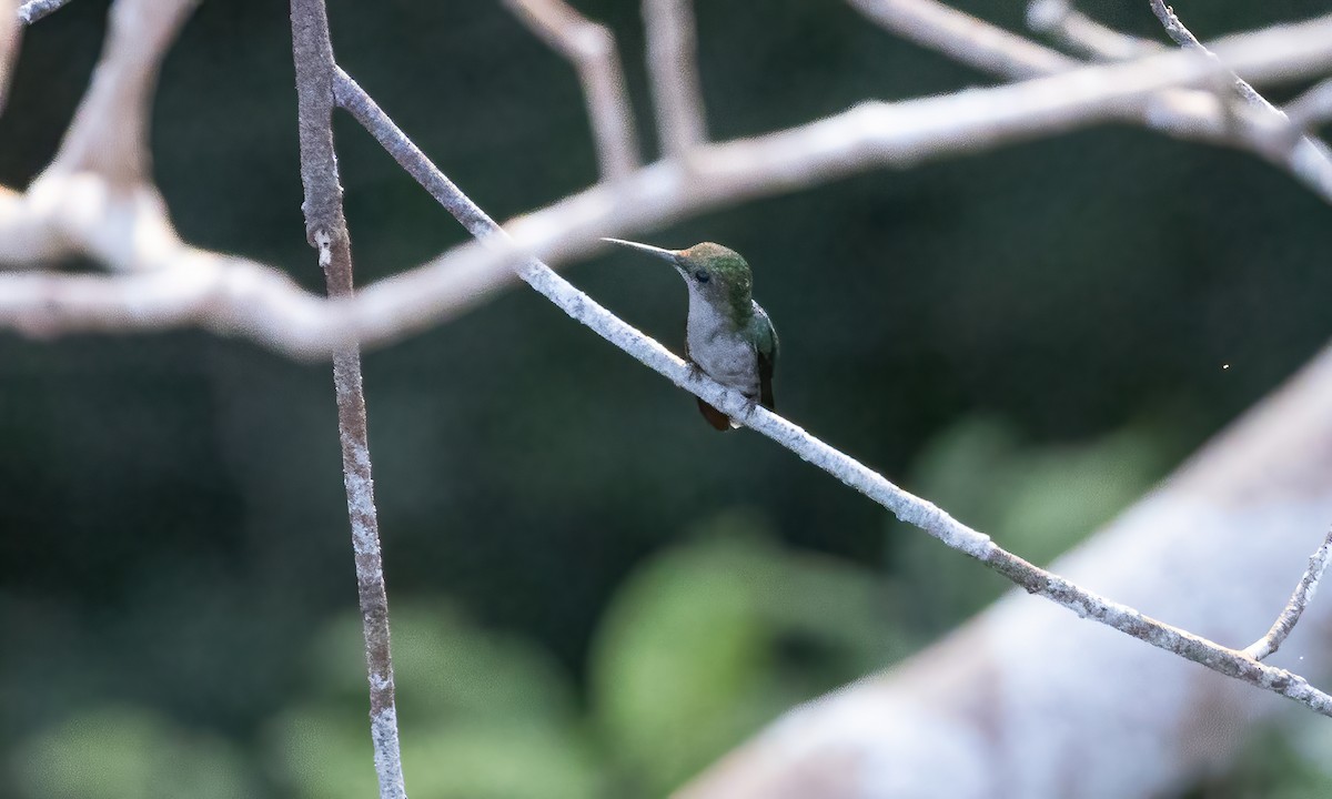 Fork-tailed Woodnymph - ML611060535