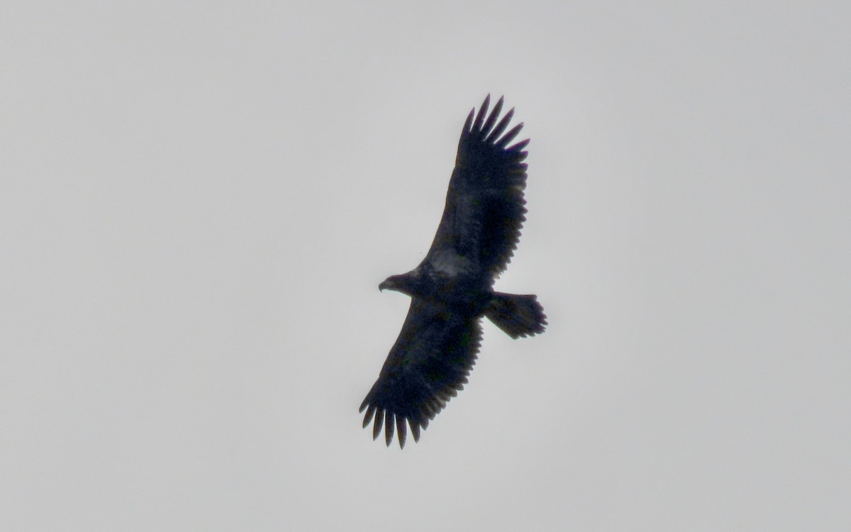 Bald Eagle - ML611060538