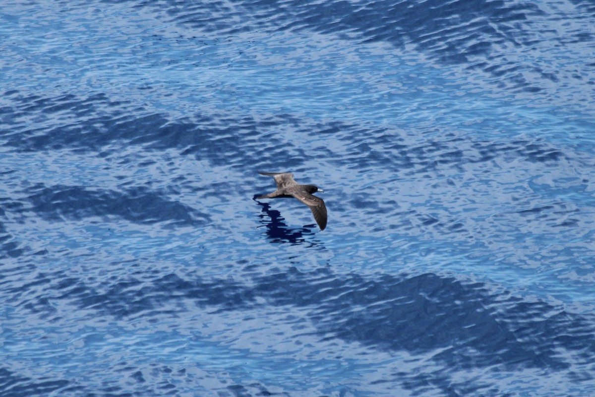 Wedge-tailed Shearwater - Adrien Pajot