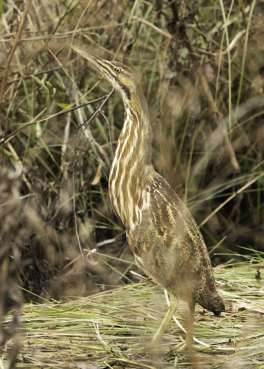 アメリカサンカノゴイ - ML611060568