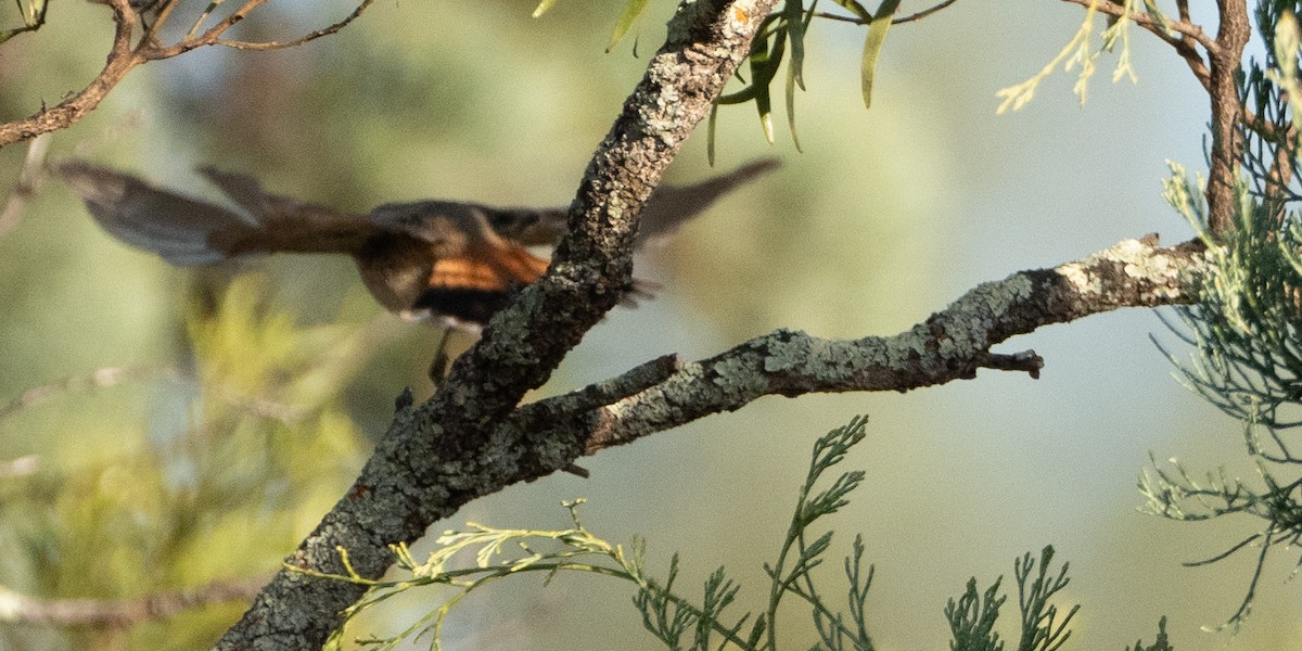 Chestnut-rumped Thornbill - ML611060640