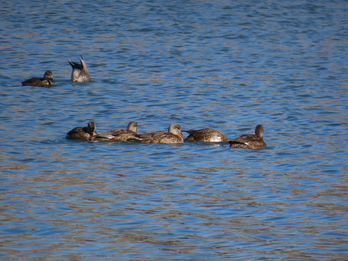 Gadwall - ML611060706