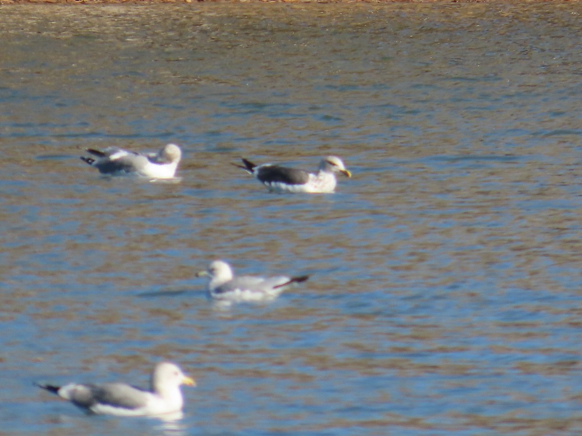 Lesser Black-backed Gull - ML611060740