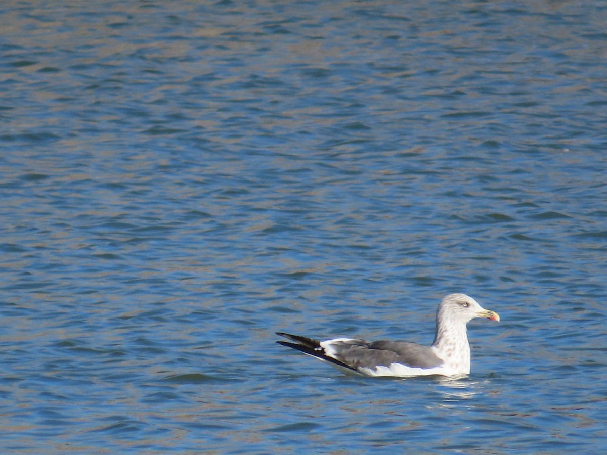 Lesser Black-backed Gull - ML611060742