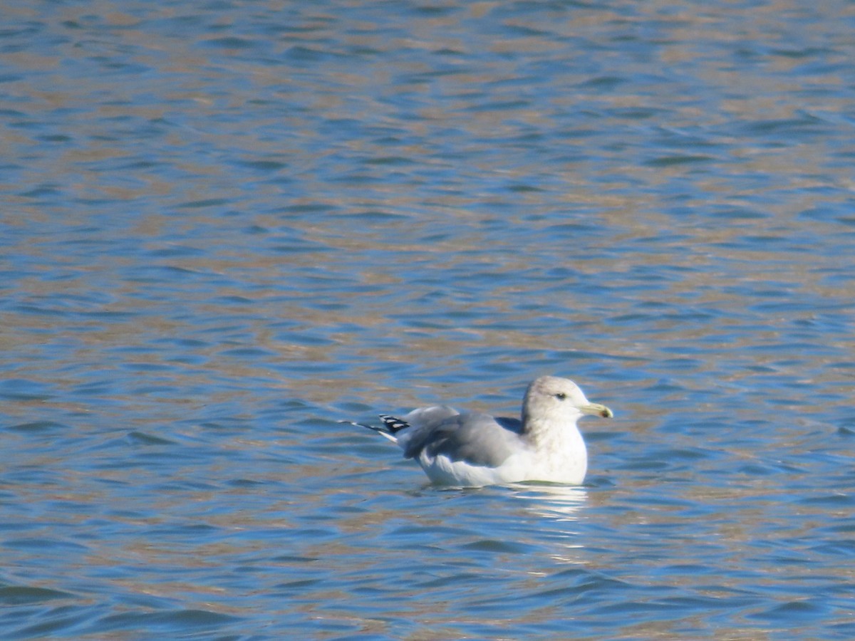 California Gull - ML611060774