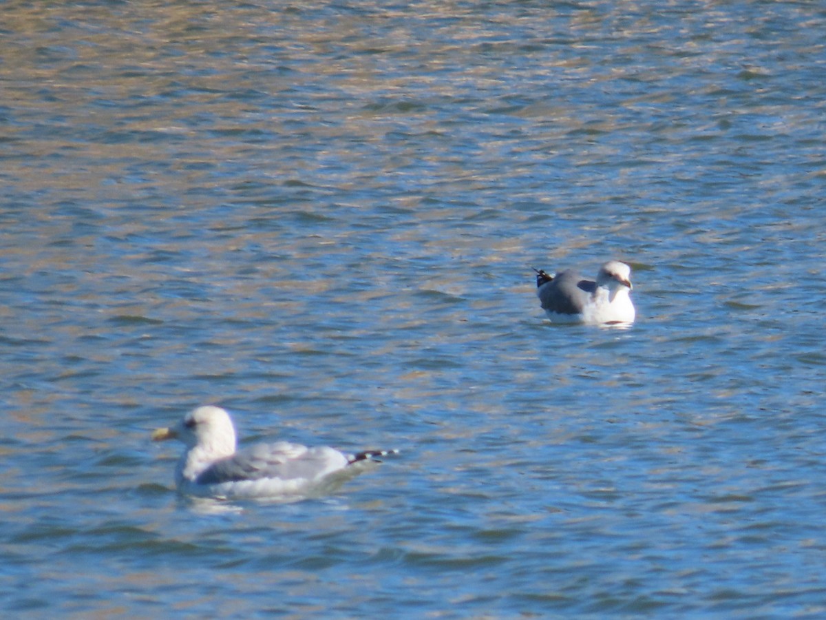 California Gull - ML611060776