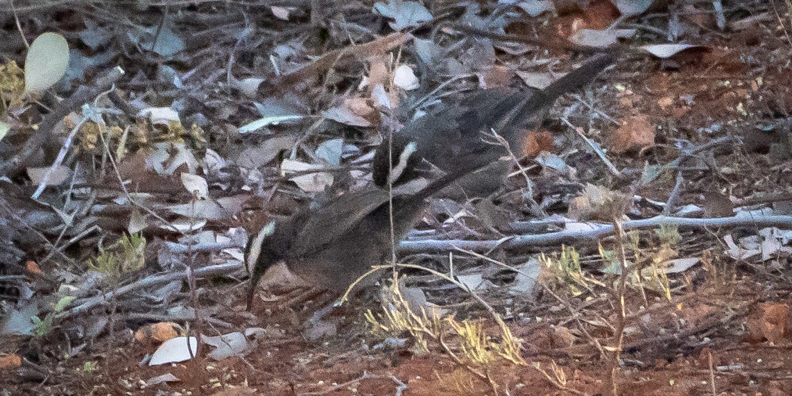 White-browed Babbler - Ben Milbourne