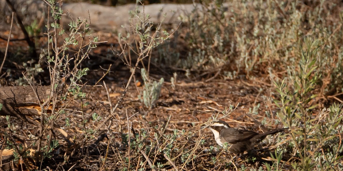 White-browed Babbler - ML611060843