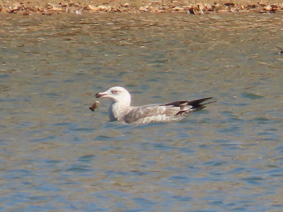 Herring Gull (American) - ML611060853