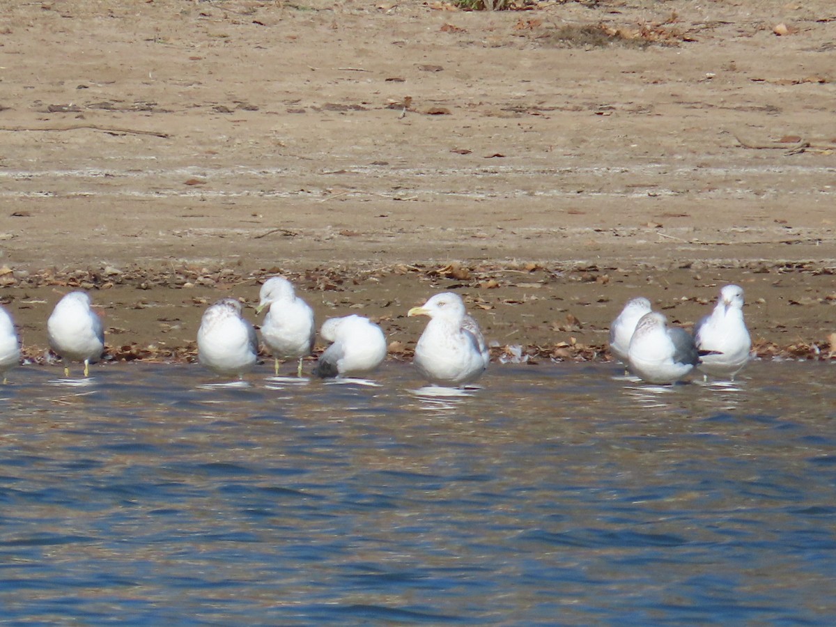 Herring Gull (American) - ML611060856