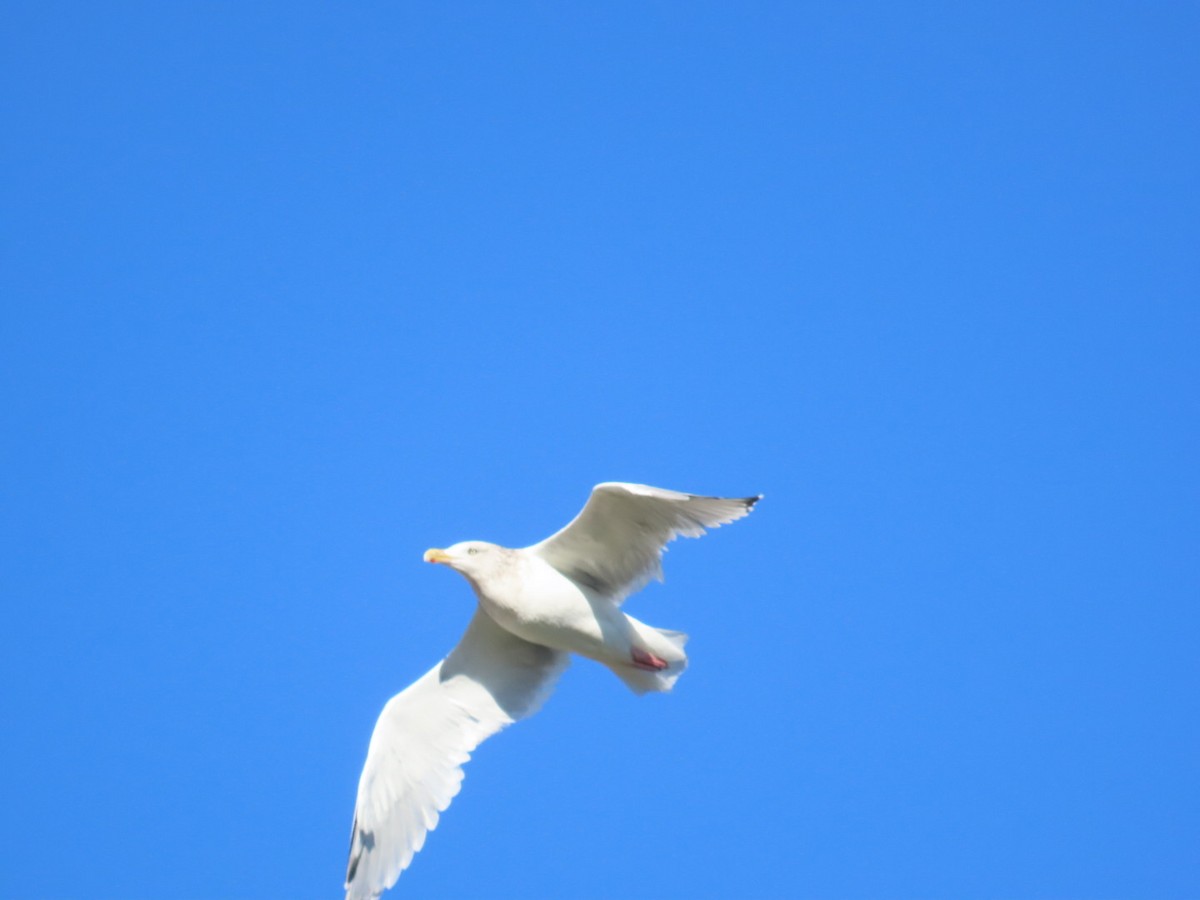 Herring Gull (American) - ML611060857