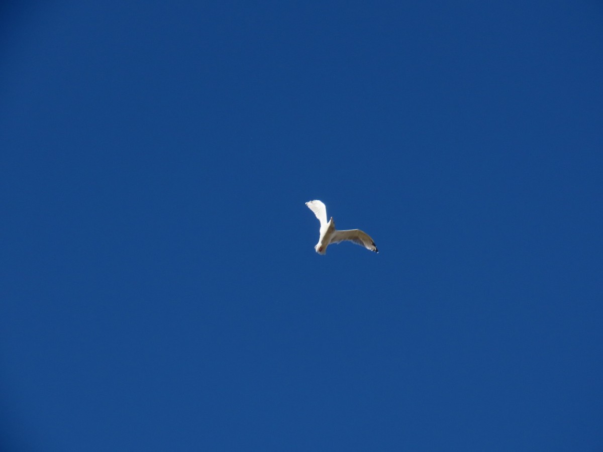 Herring Gull (American) - ML611060858