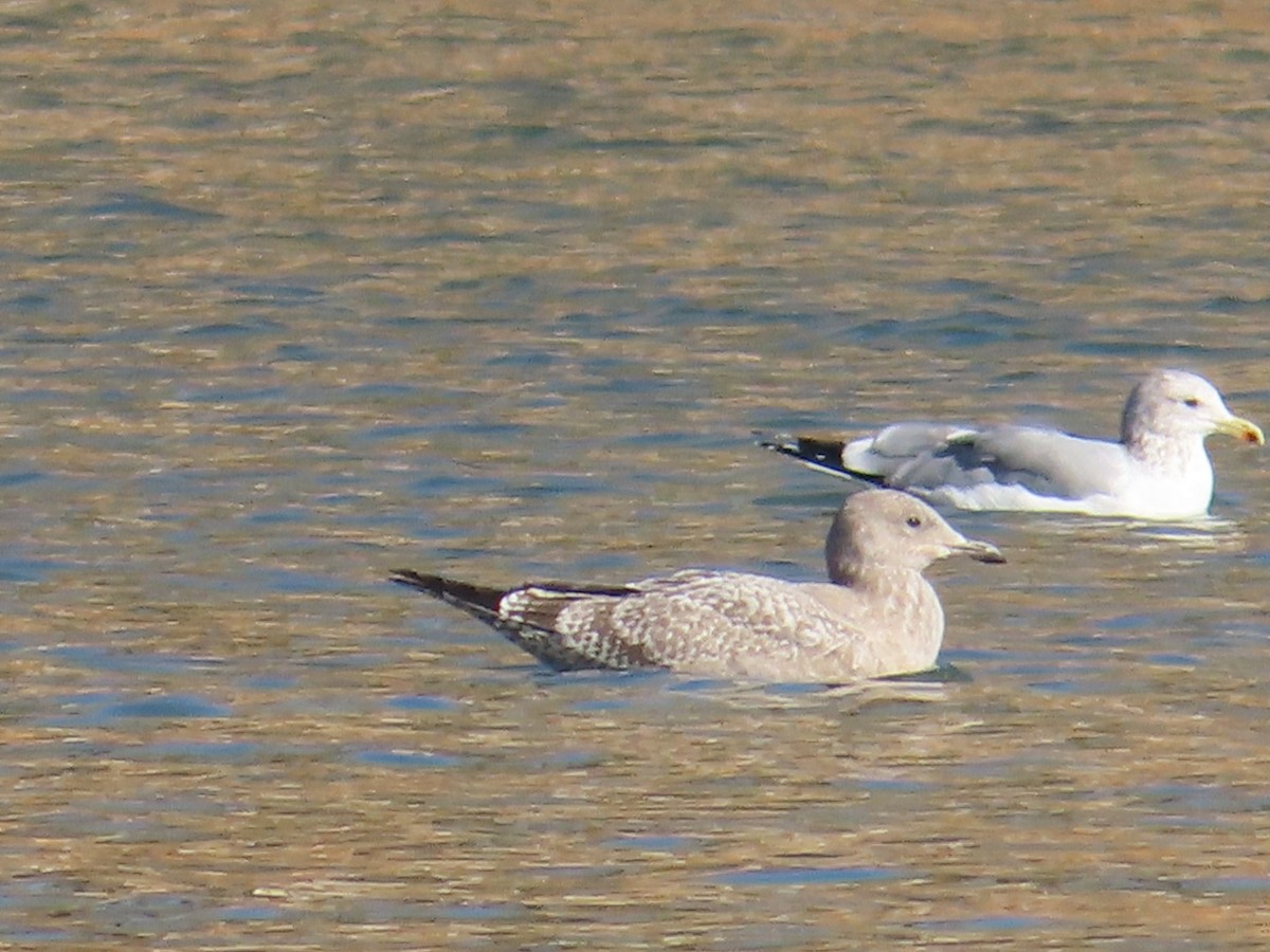 Herring Gull - ML611060859