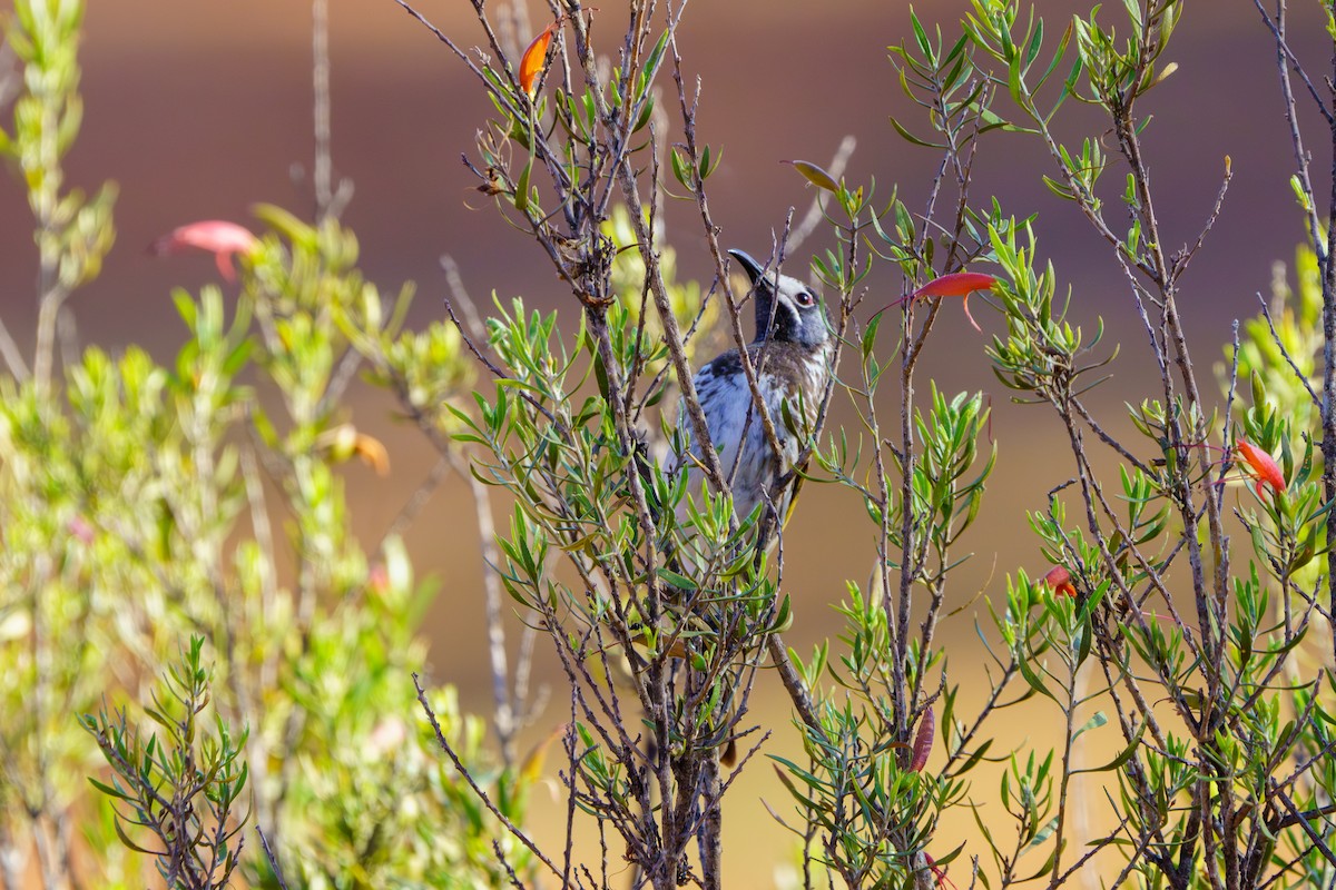 White-fronted Honeyeater - ML611060917