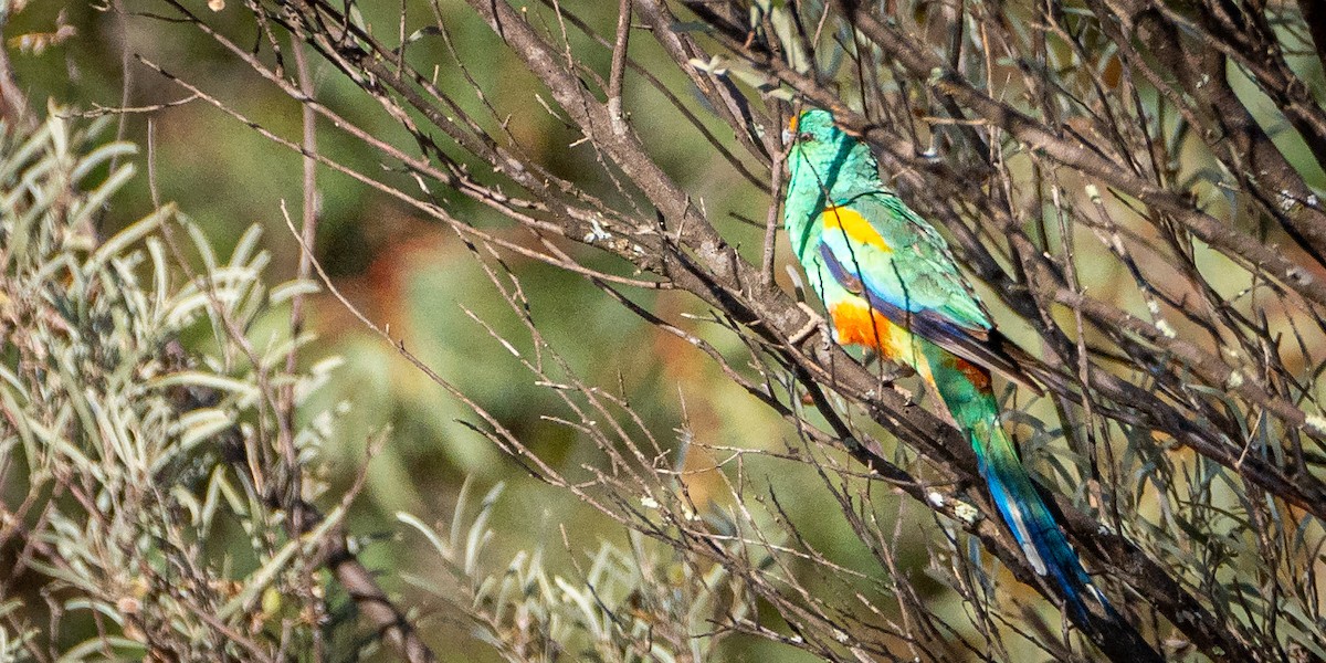 Mulga Parrot - ML611060939