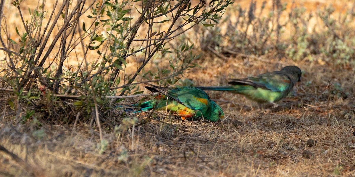 Mulga Parrot - ML611060949