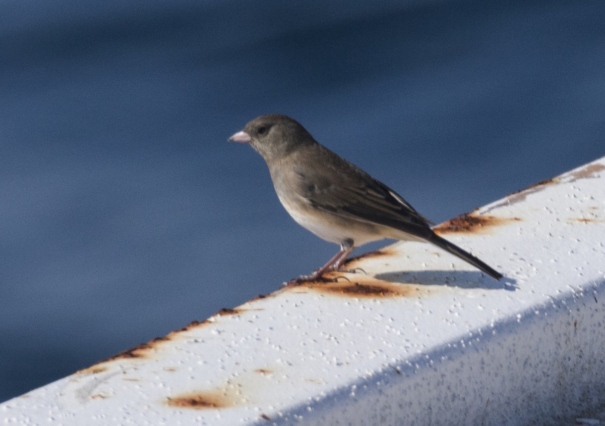 Junco ardoisé - ML611060957