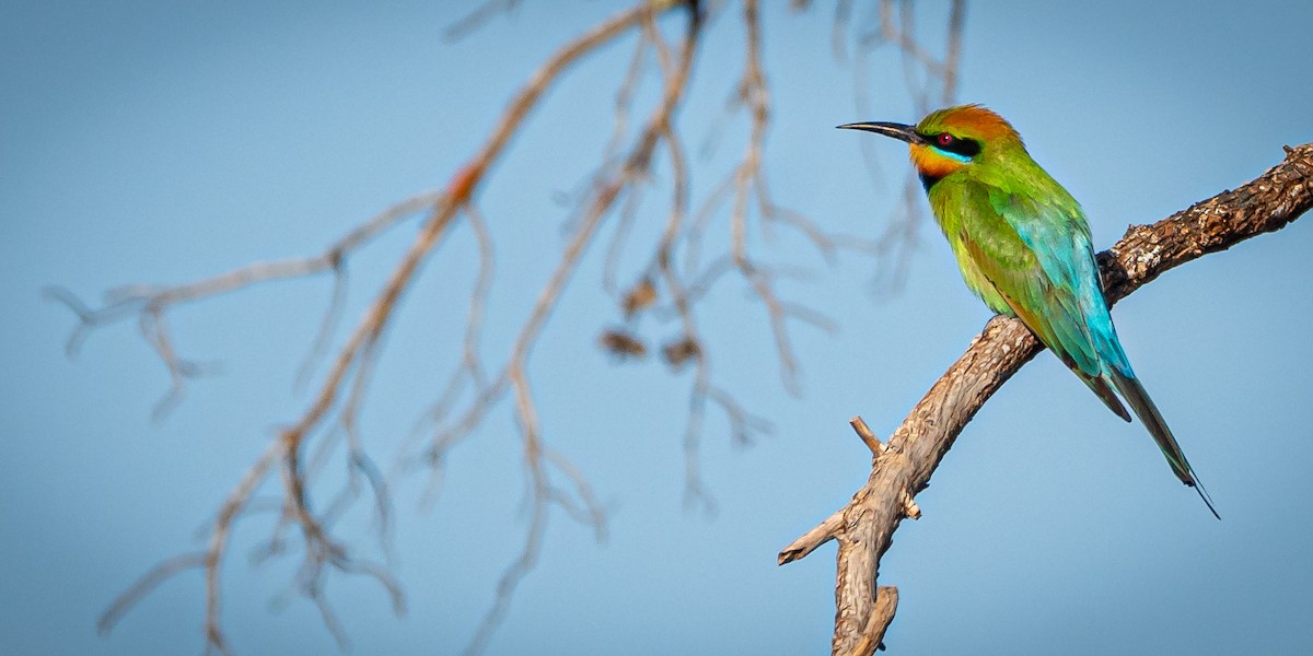 Rainbow Bee-eater - ML611060989