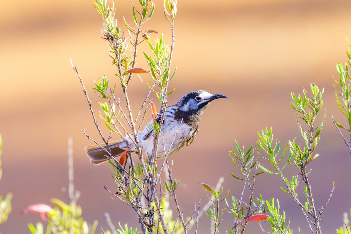 White-fronted Honeyeater - ML611060992