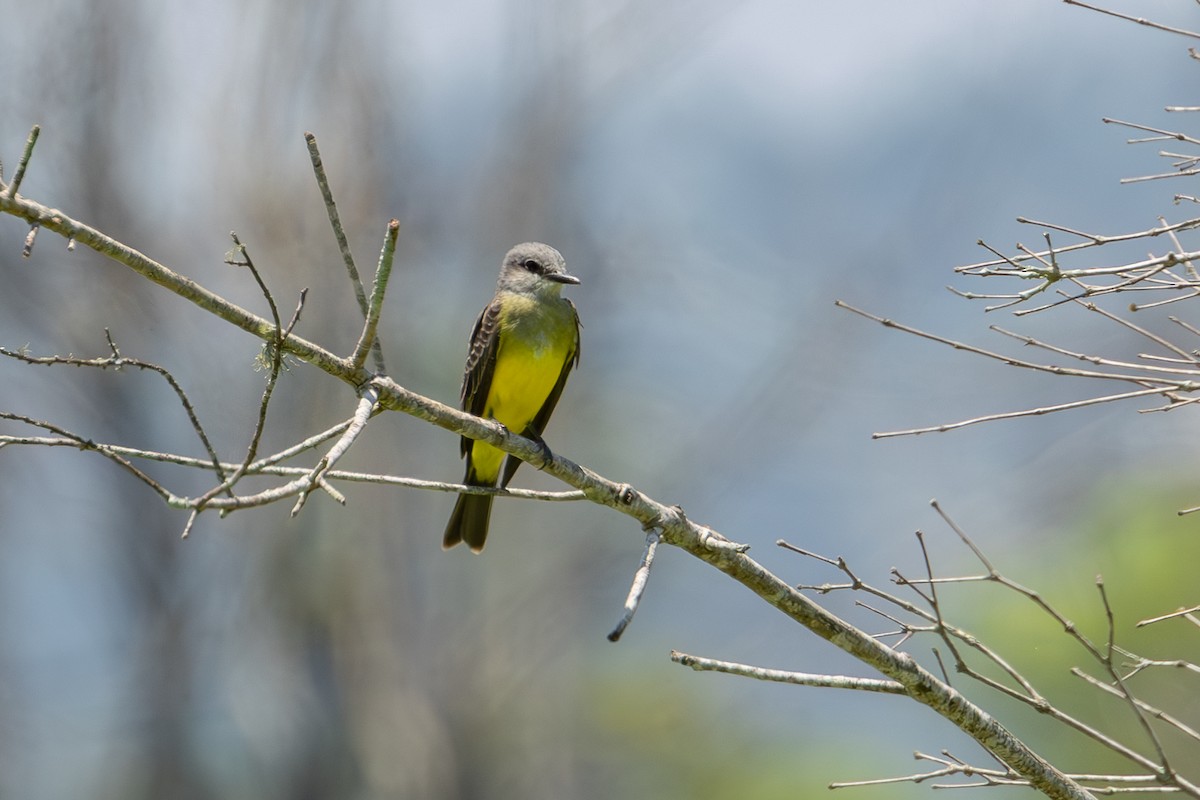 Tropical Kingbird - ML611061010