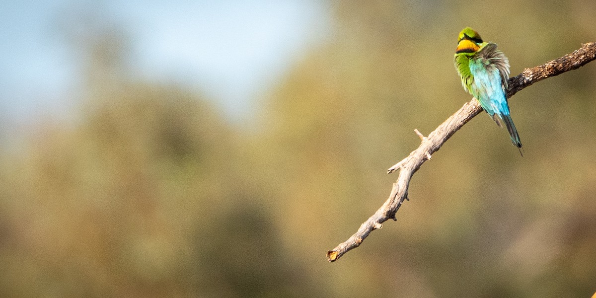 Rainbow Bee-eater - ML611061013