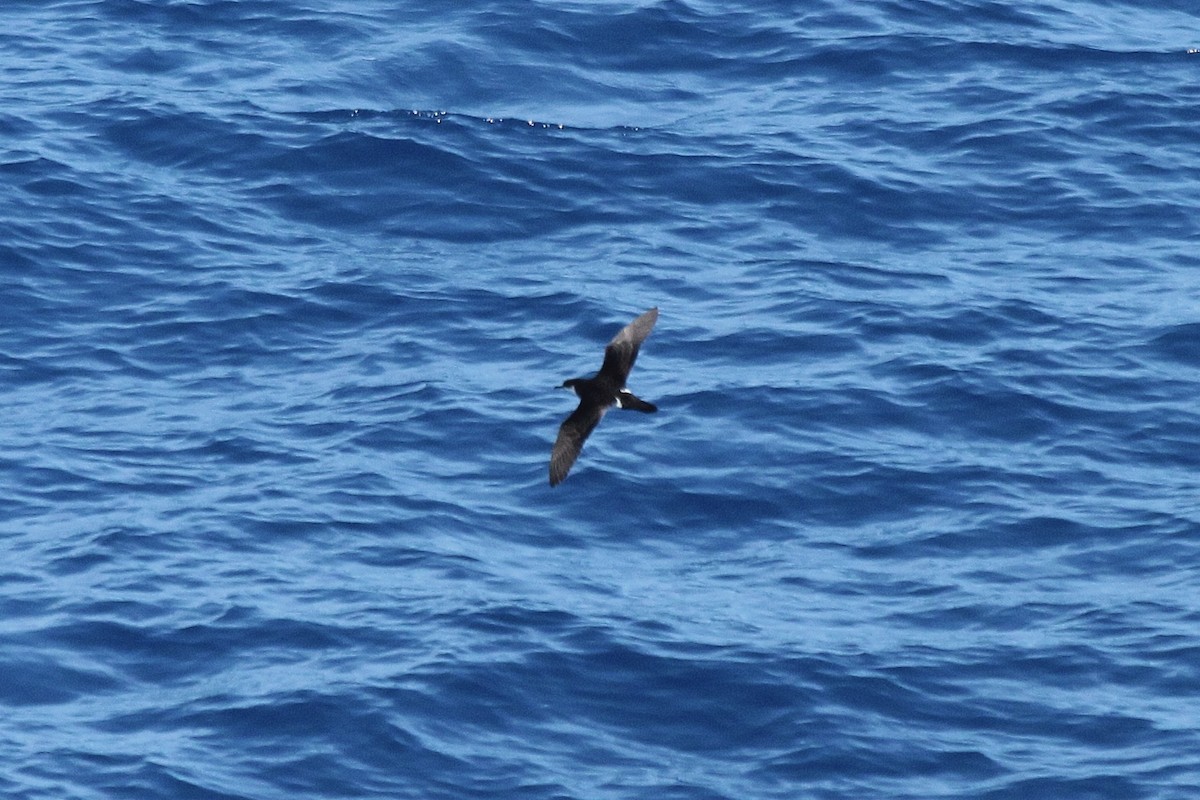 Tropical Shearwater - ML611061019