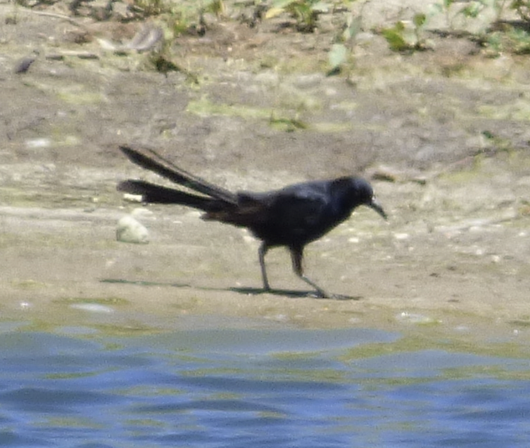 vlhovec velkoocasý - ML61106111